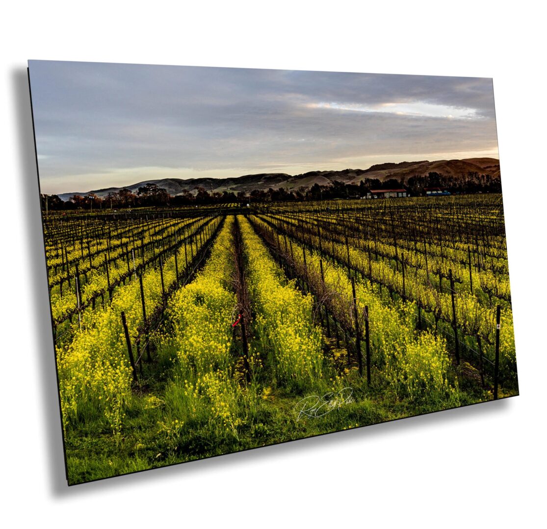 Rows of yellow mustard flowers blooming between dormant vines at Sangiacomo Vineyards, Sonoma County, under a soft morning sky