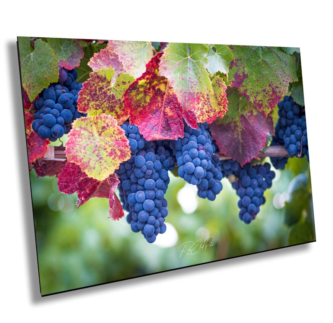 Vibrant grapevine with ripe purple grape clusters and multi-colored autumn leaves in Sonoma County vineyard at harvest time