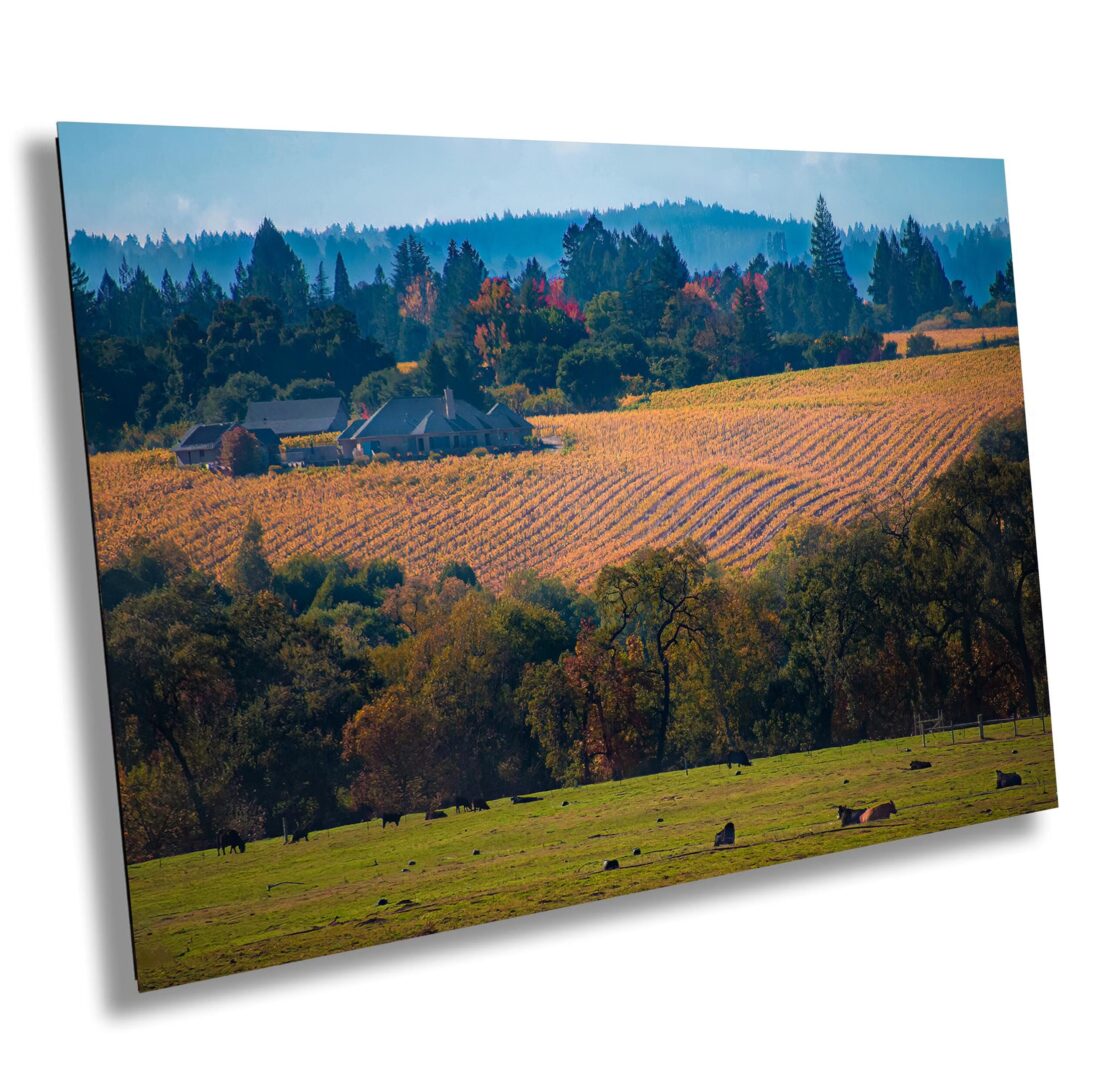 Golden vineyard rows on a fall afternoon in Sonoma County, California. A farmhouse sits beneath forested hills, with green pasture and grazing cows in foreground.