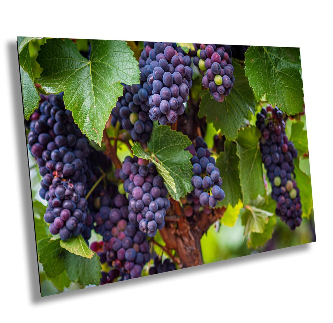 Close-up of ripe purple grapes on the vine surrounded by green leaves in Sonoma County vineyard, pre-harvest season