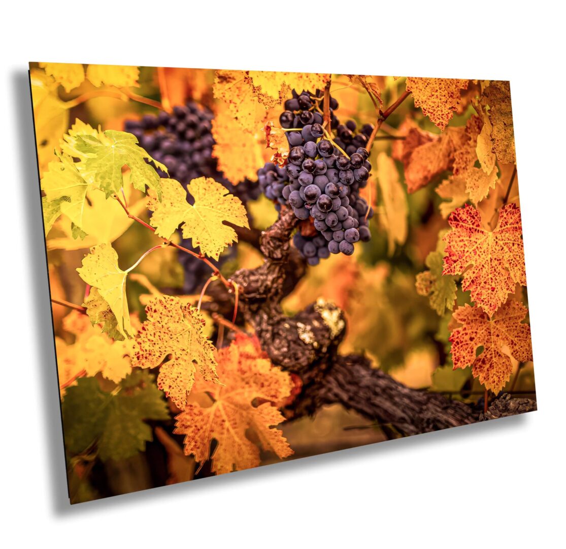 Close-up of ripe grapes on the vine surrounded by autumn-colored vineyard leaves in Sonoma County, California