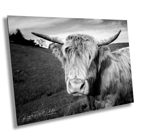 A cow with horns standing in the grass.