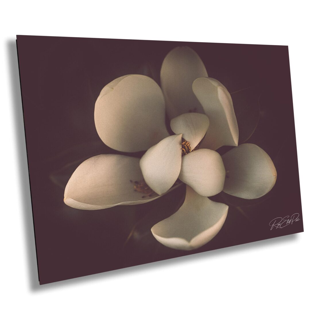 Close-up of a magnolia flower in bloom, softly lit with warm tones and dark background. A delicate and elegant floral image with rich natural detail and calm.