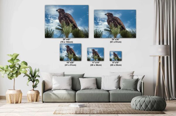 A living room with couch and pillows, two pictures of birds on the wall.