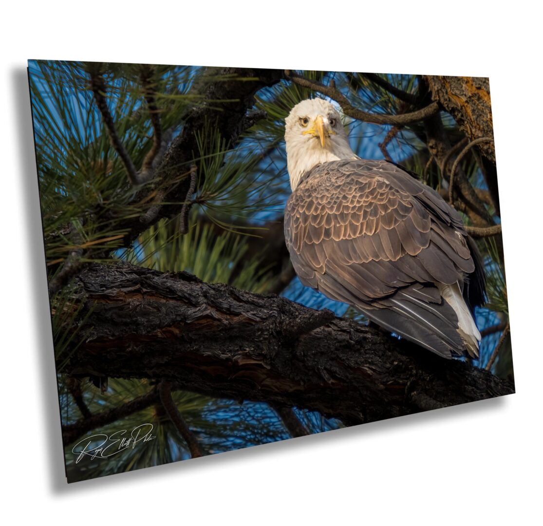 A bald eagle sitting on the branch of a tree.