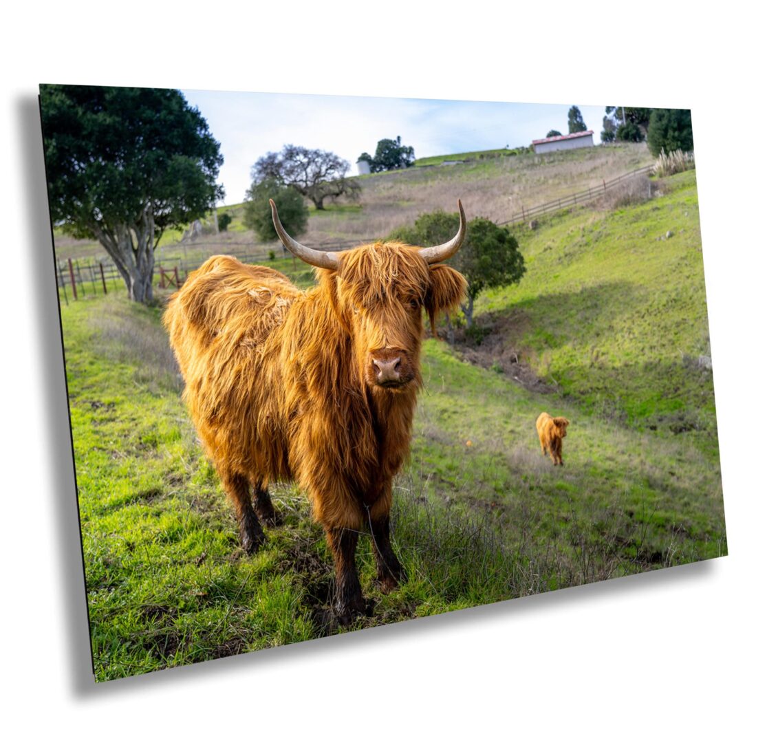 A cow standing in the middle of a field.