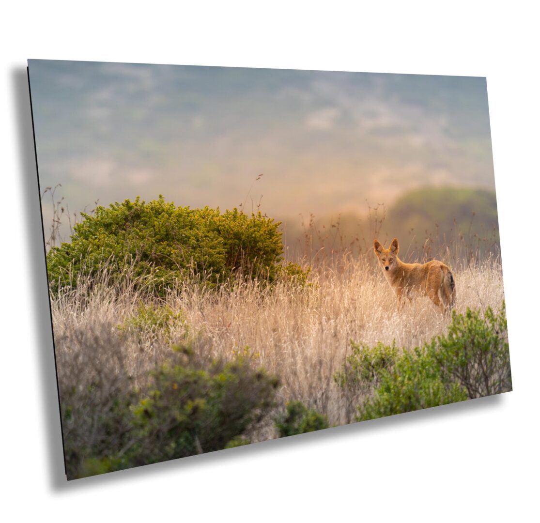 A painting of a deer in the grass
