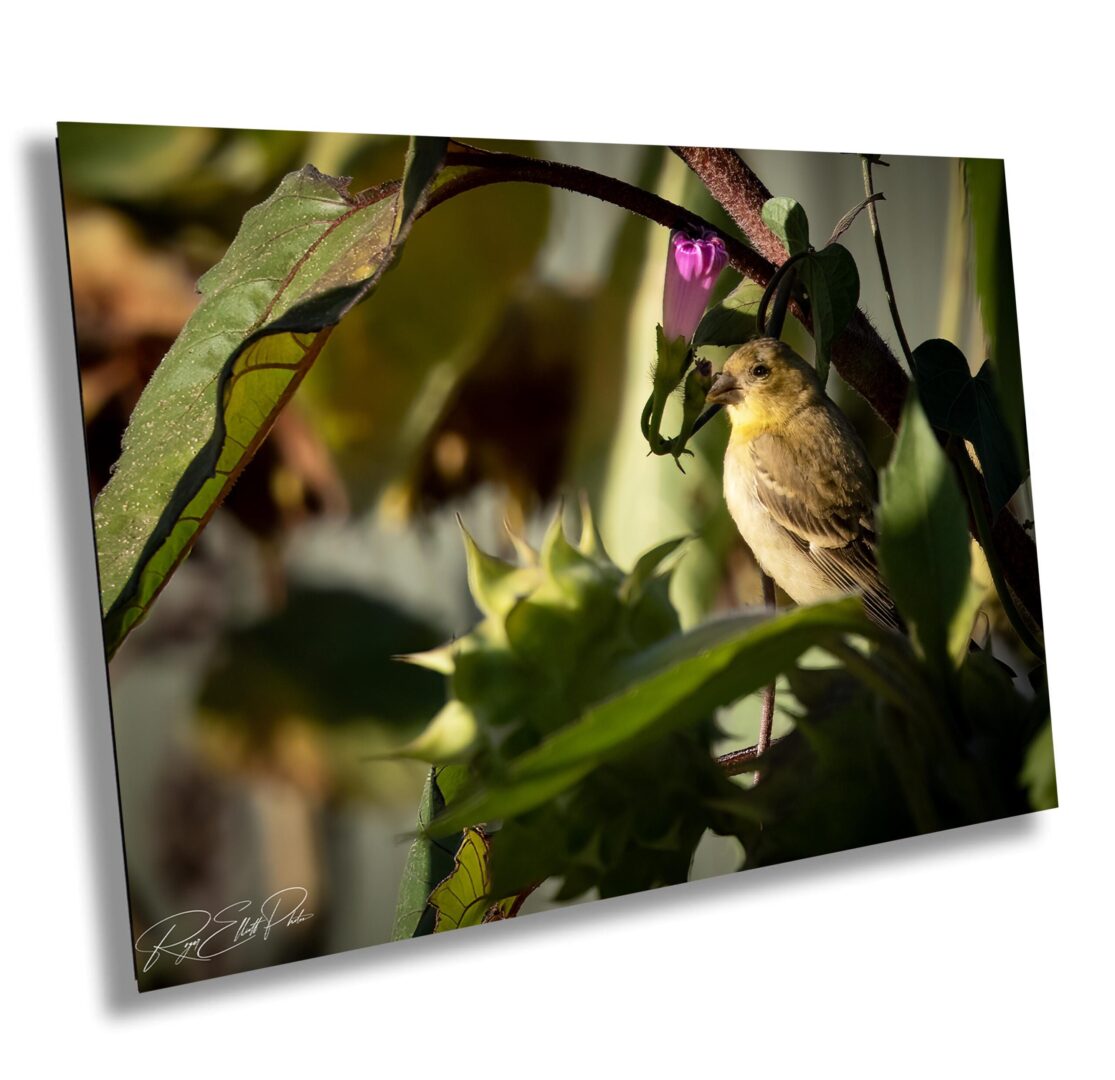 A bird sitting on top of a plant.