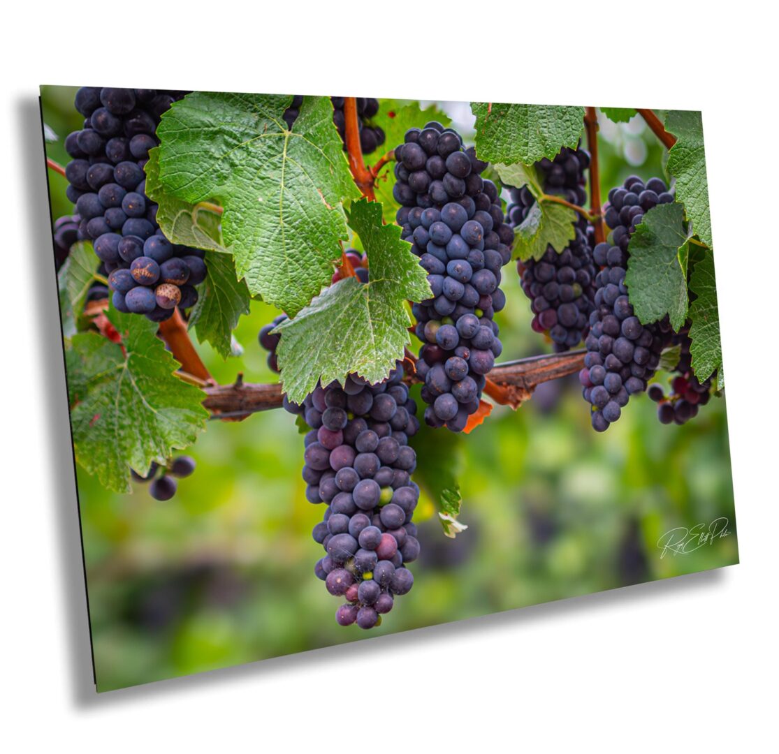 Bunches of ripe purple grapes hanging on the vine with vibrant green leaves in late summer vineyard, Sonoma County
