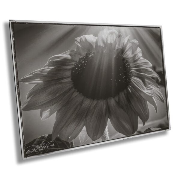 Black and white sunflower image with sun rays cutting through petals. Captured in morning light with dramatic contrast and a serene garden atmosphere.
