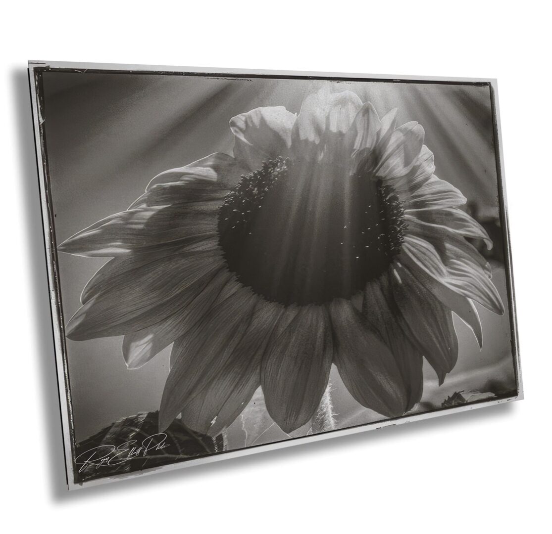 Black and white sunflower image with sun rays cutting through petals. Captured in morning light with dramatic contrast and a serene garden atmosphere.