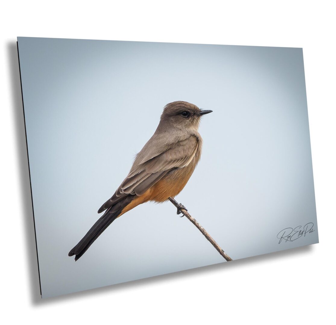 A bird sitting on top of a tree branch.