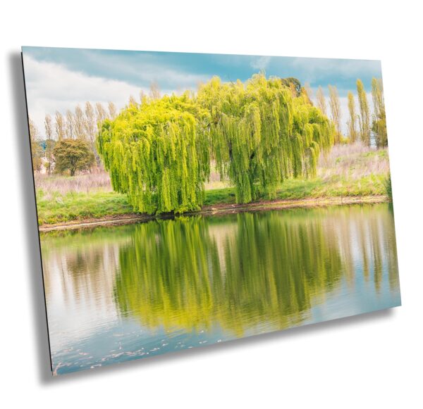 A large tree is reflected in the water
