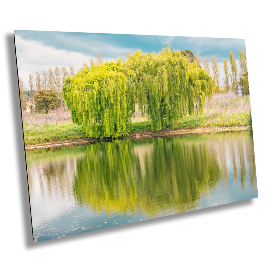 A large tree is reflected in the water