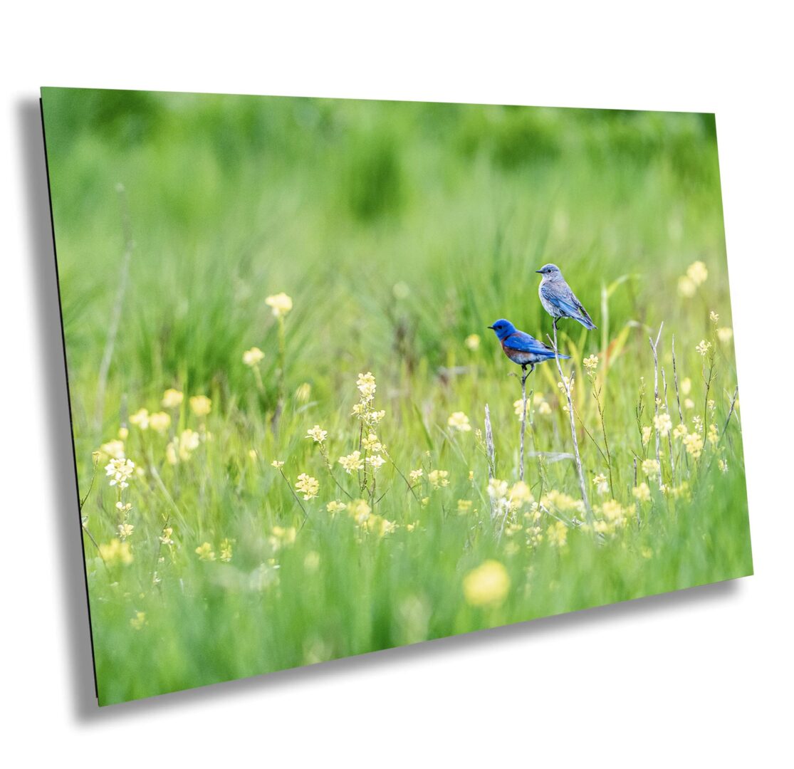 Two blue birds sitting in a field of grass