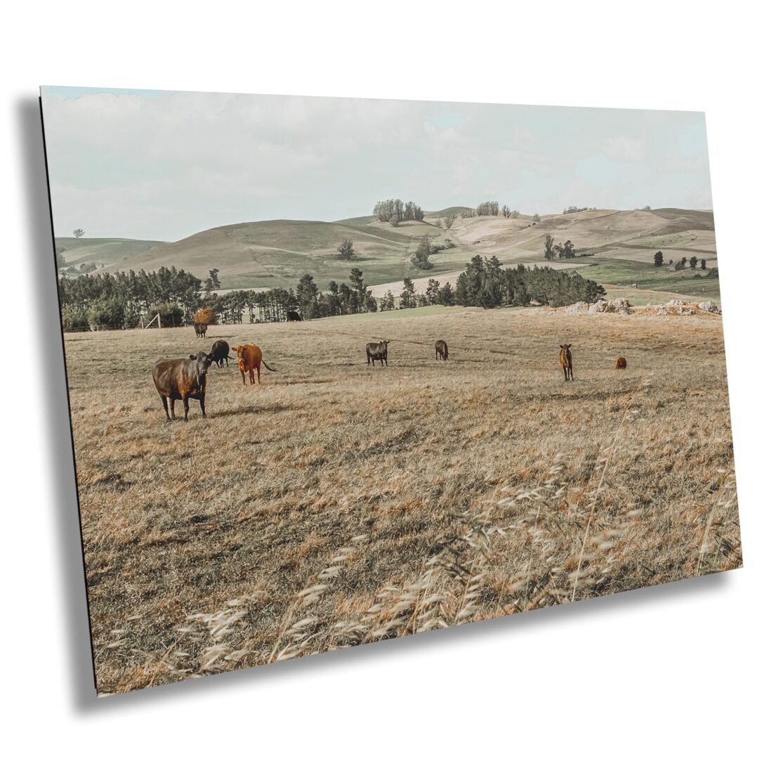 A group of cows in the middle of an open field.