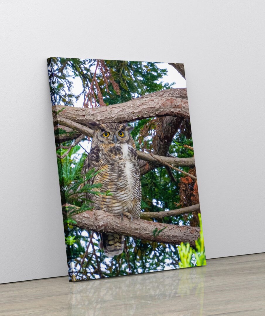 A picture of an owl in the tree.