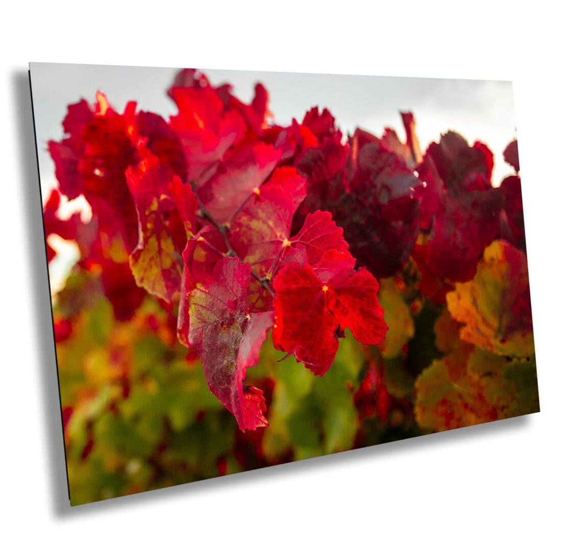 Close-up of deep red and crimson vineyard leaves in autumn sunlight in Sonoma County, California
