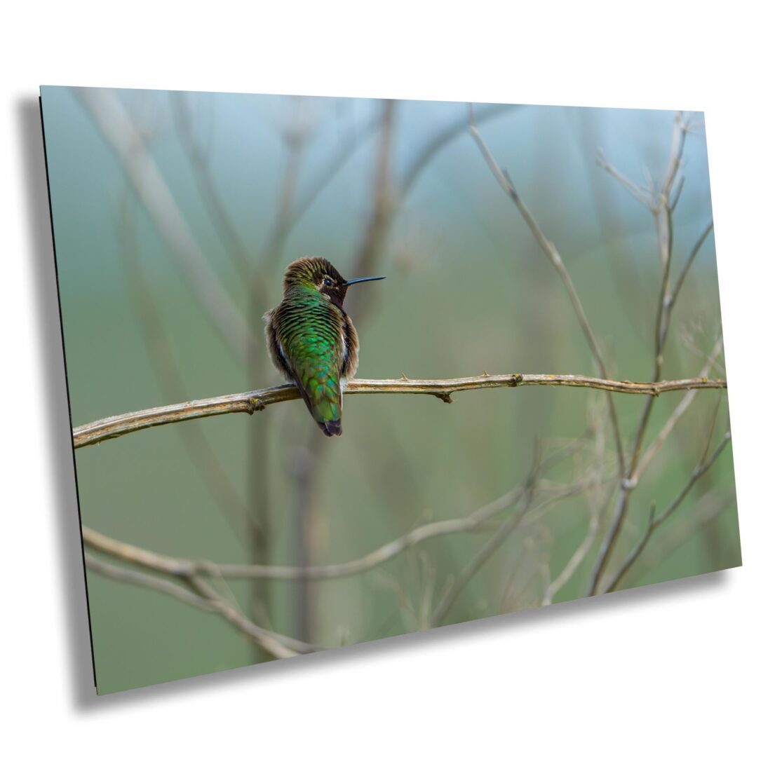 A green bird sitting on top of a tree branch.