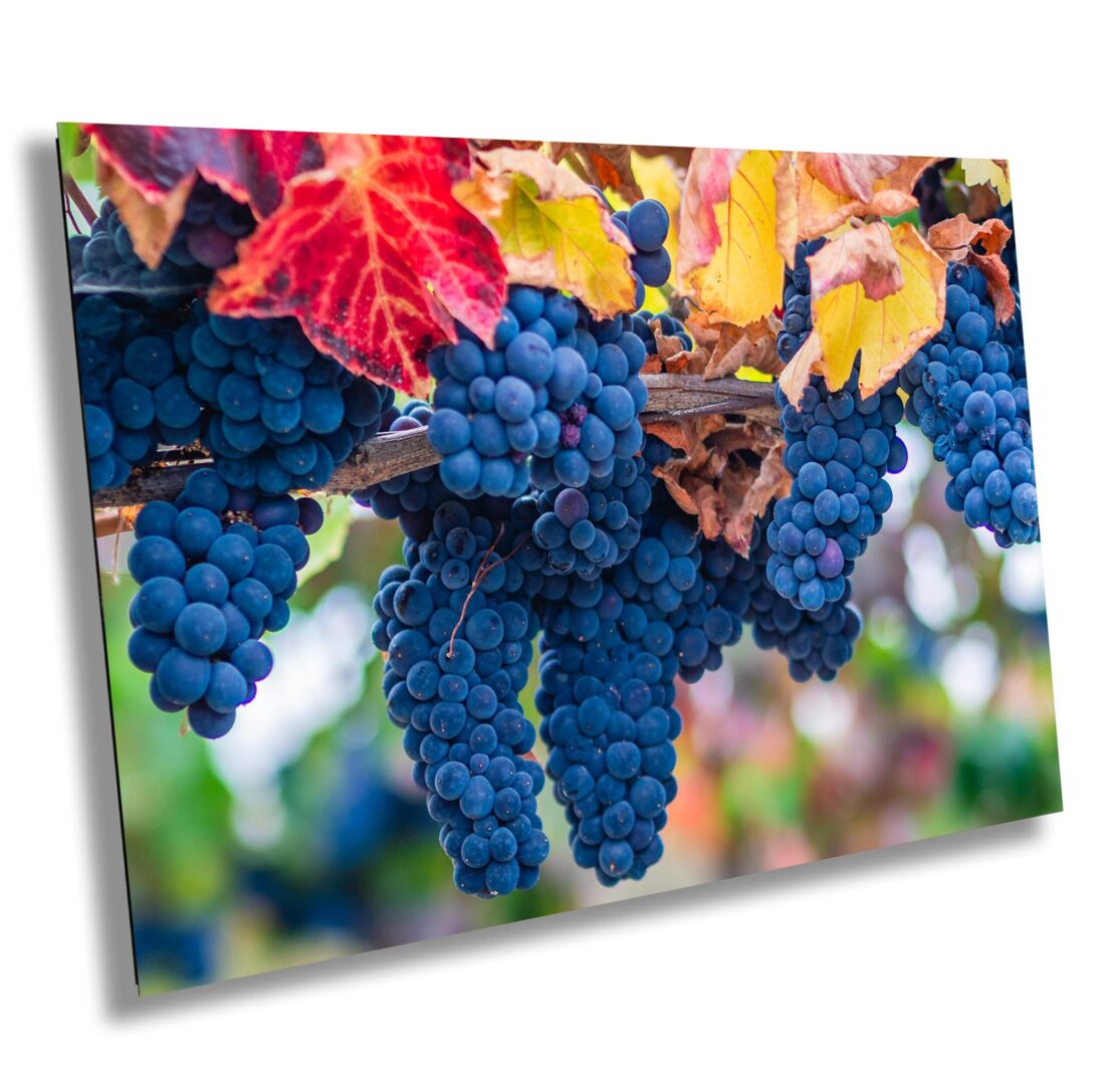 Clusters of ripe blue-purple grapes surrounded by red, orange, and yellow autumn leaves in Sonoma County vineyard