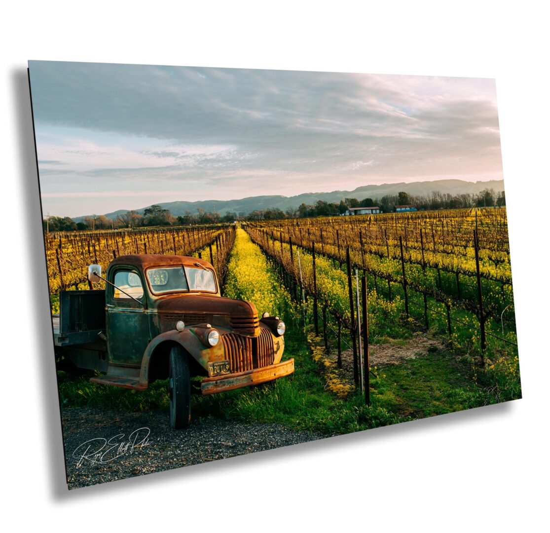 Rustic 1944 Chevy truck in front of mustard-blooming vineyard rows at Sangiacomo Home Ranch in Sonoma County, California