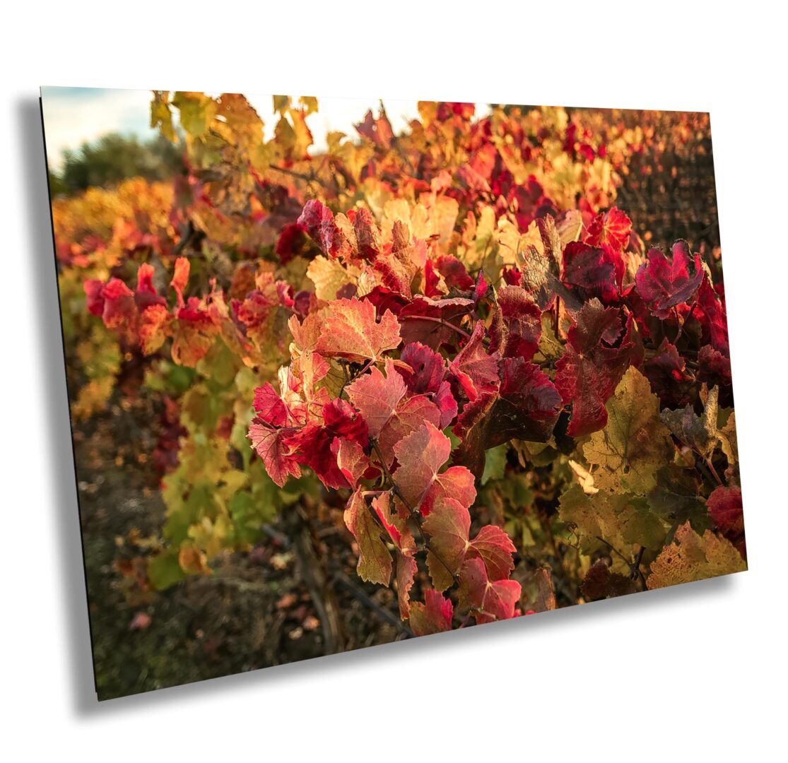 Close-up of vivid red and golden vineyard leaves in autumn light, Sonoma County, California