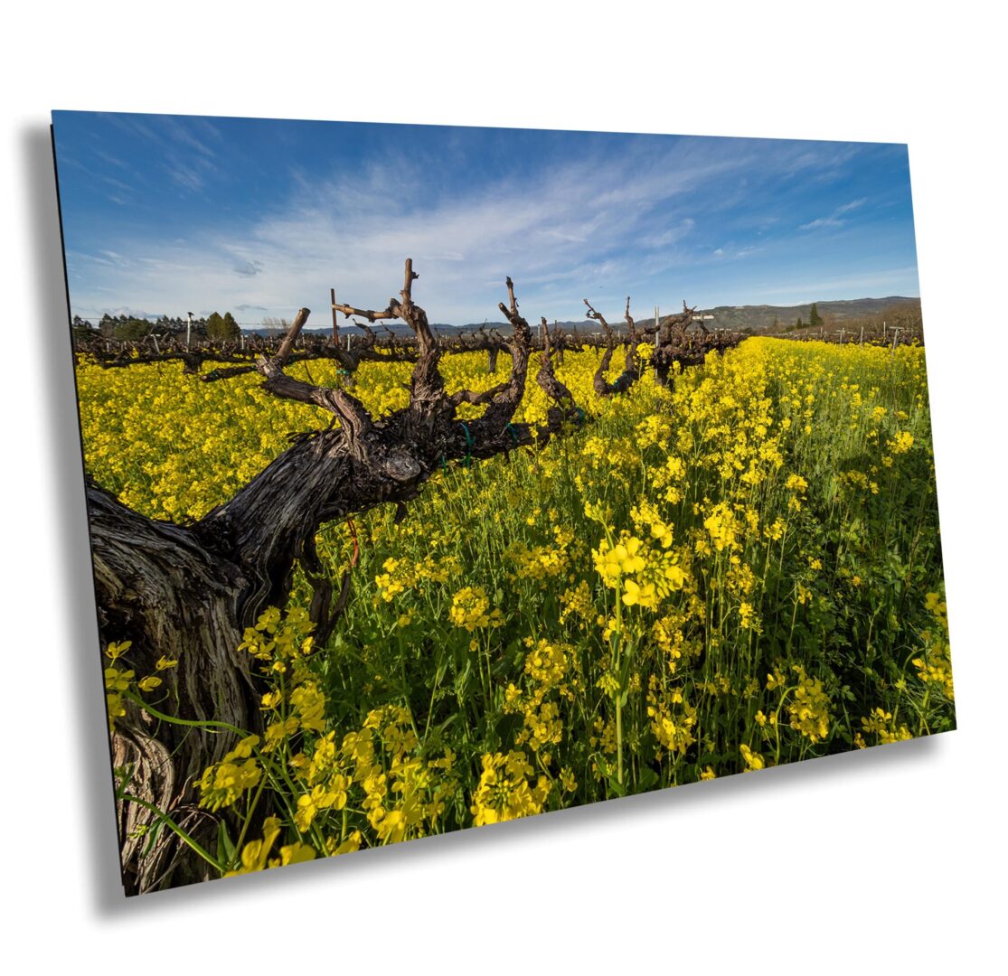 Gnarled dormant grapevine stretching over a field of bright yellow mustard flowers under a blue spring sky in Sonoma County, California