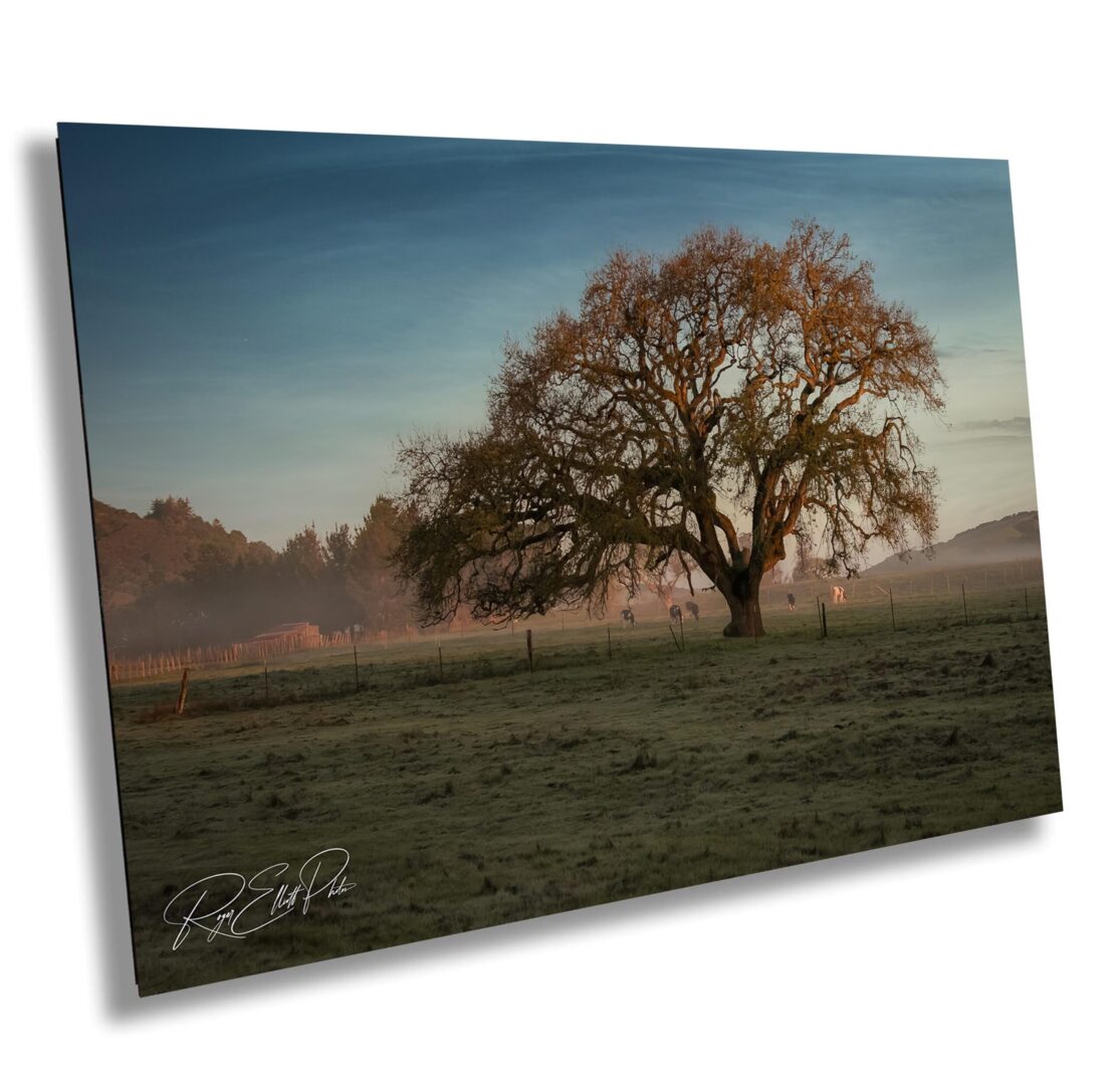 A large oak tree in a misty Sonoma County pasture at sunrise. Horses graze in the background as golden light filters through early morning fog.