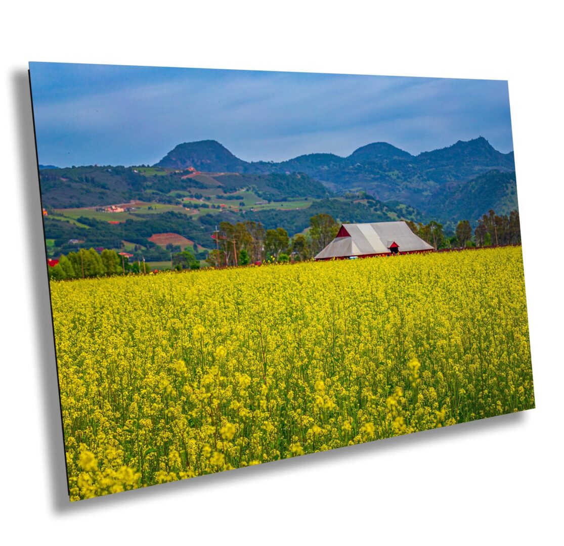Bright yellow mustard field with rustic barn and distant green hills under a cloudy spring sky in Sonoma County, California