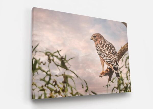 A hawk sitting on top of a tree branch.