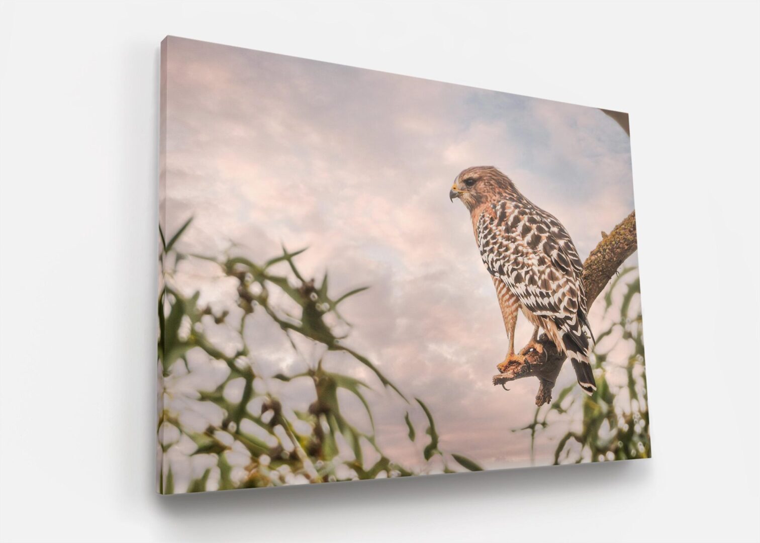 A hawk sitting on top of a tree branch.