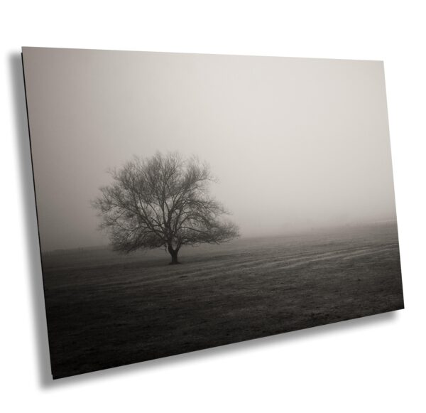 Solitary tree stands in fog along Tomales Road near Stemple Creek in Petaluma, California. A misty, moody black and white landscape evoking quiet strength.