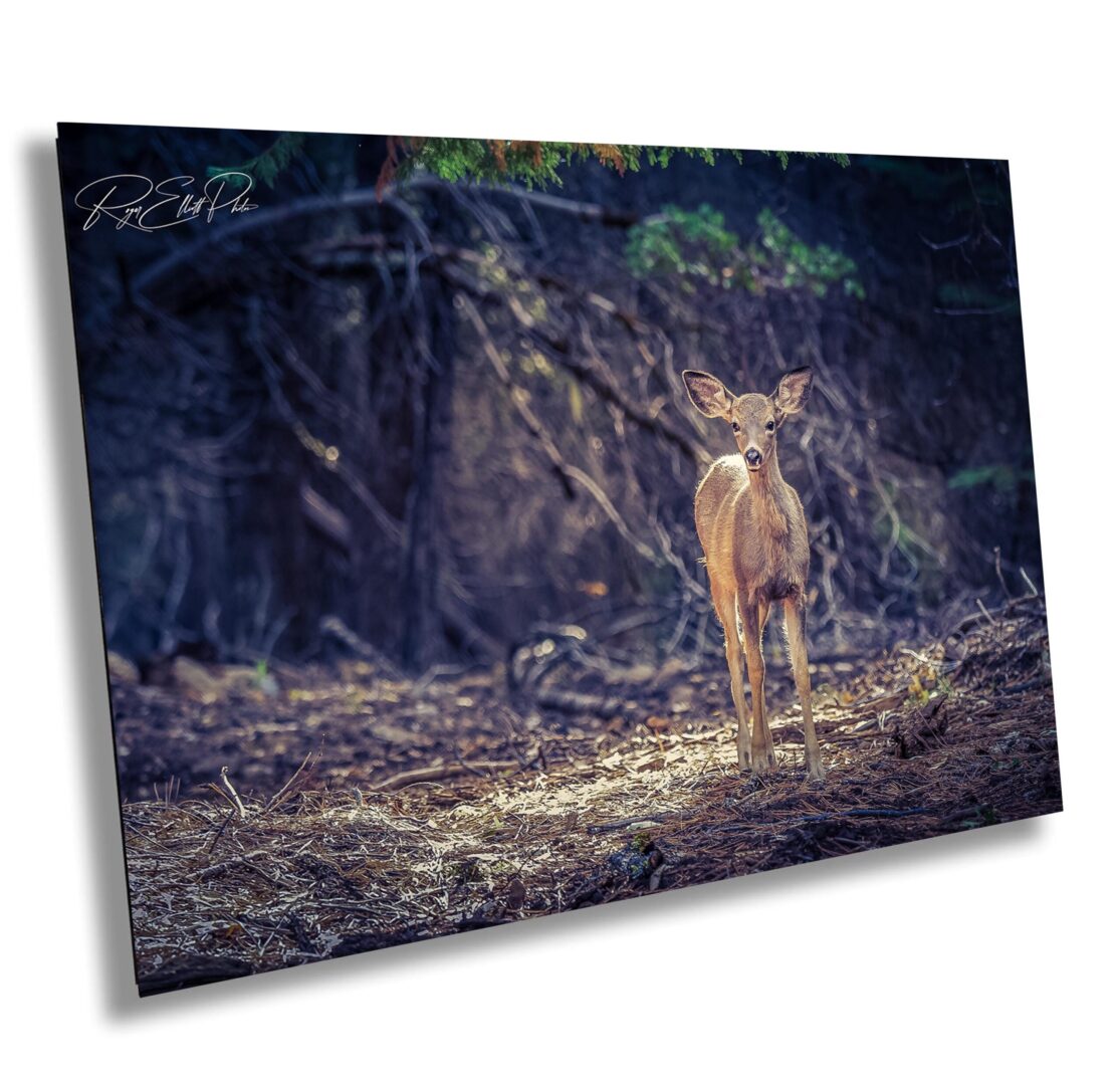 A deer standing in the middle of a forest.