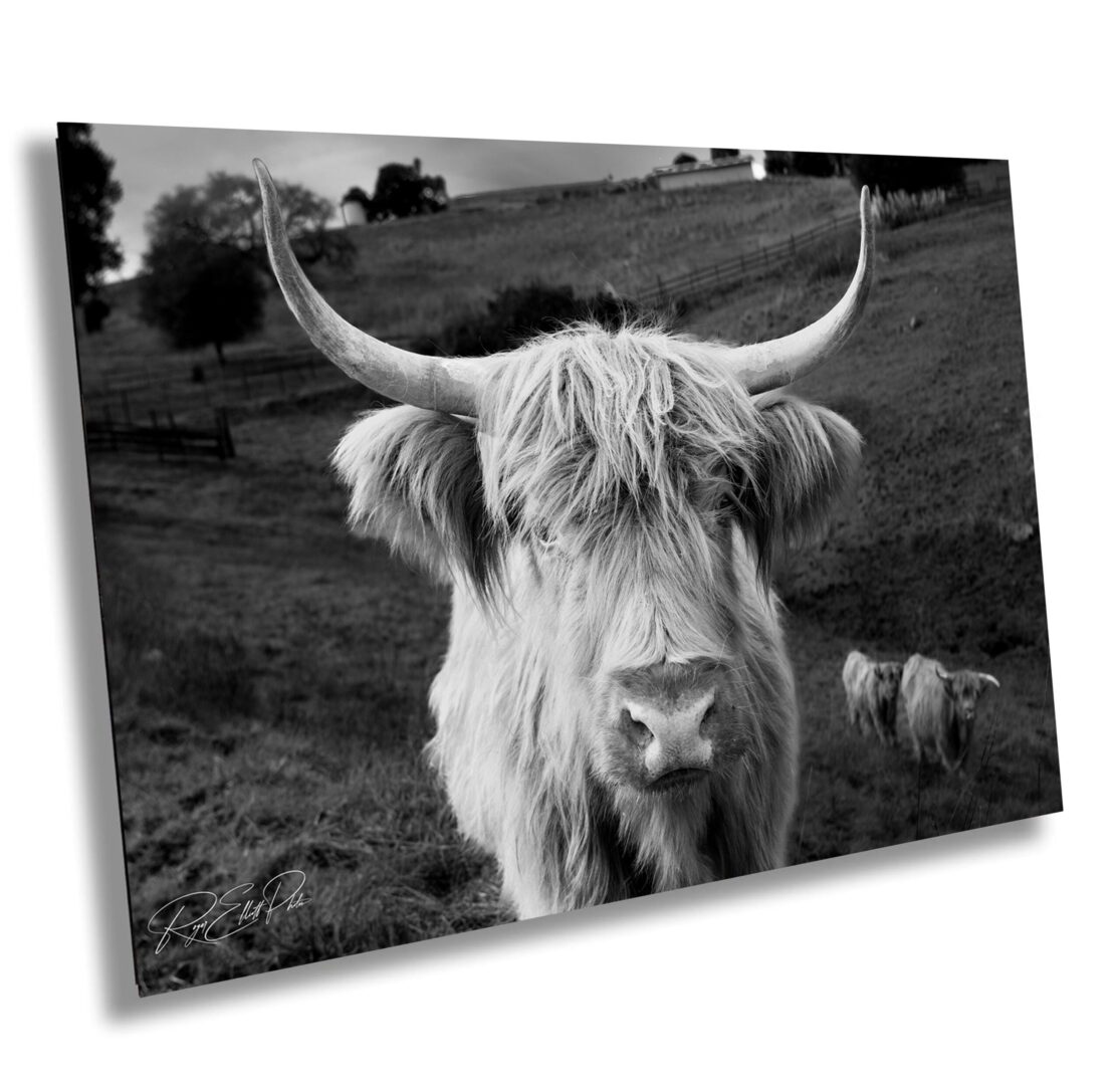 A black and white photo of an animal with horns.