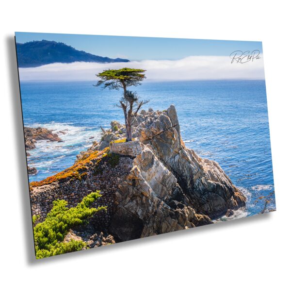 A lone tree on top of a rock near the ocean.