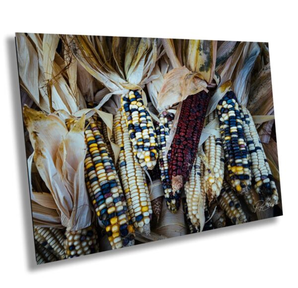 Farmers market wall art featuring rustic Indian corn with husks, photographed at the Petaluma Farmers Market – autumn harvest print by Roger Elliott
