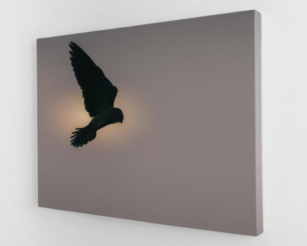 A bird flying in the sky with its wings spread.