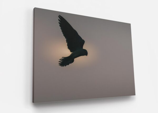 A bird flying in the sky with its wings spread.