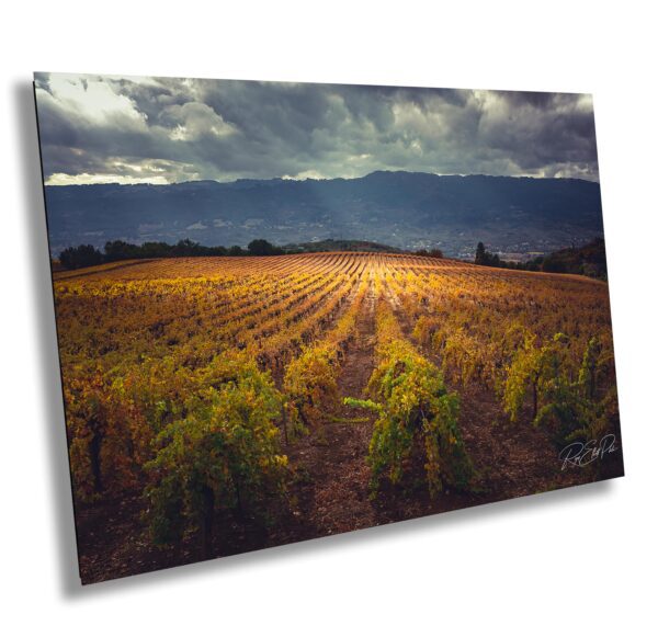 Fall vineyard at Moon Mountain in Sonoma County with golden rows under dramatic clouds, photographed after the 2017 wildfires