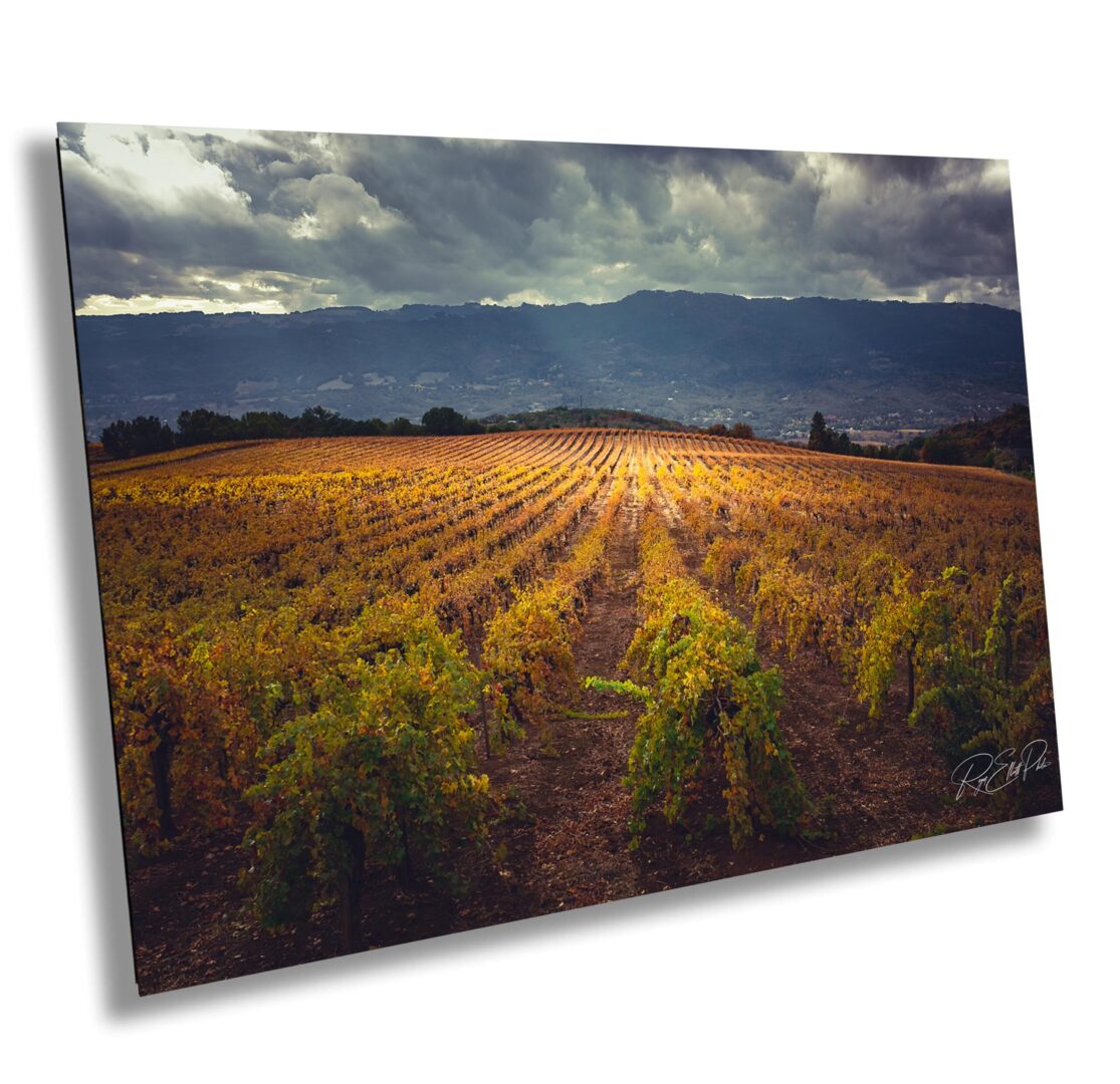 Fall vineyard at Moon Mountain in Sonoma County with golden rows under dramatic clouds, photographed after the 2017 wildfires