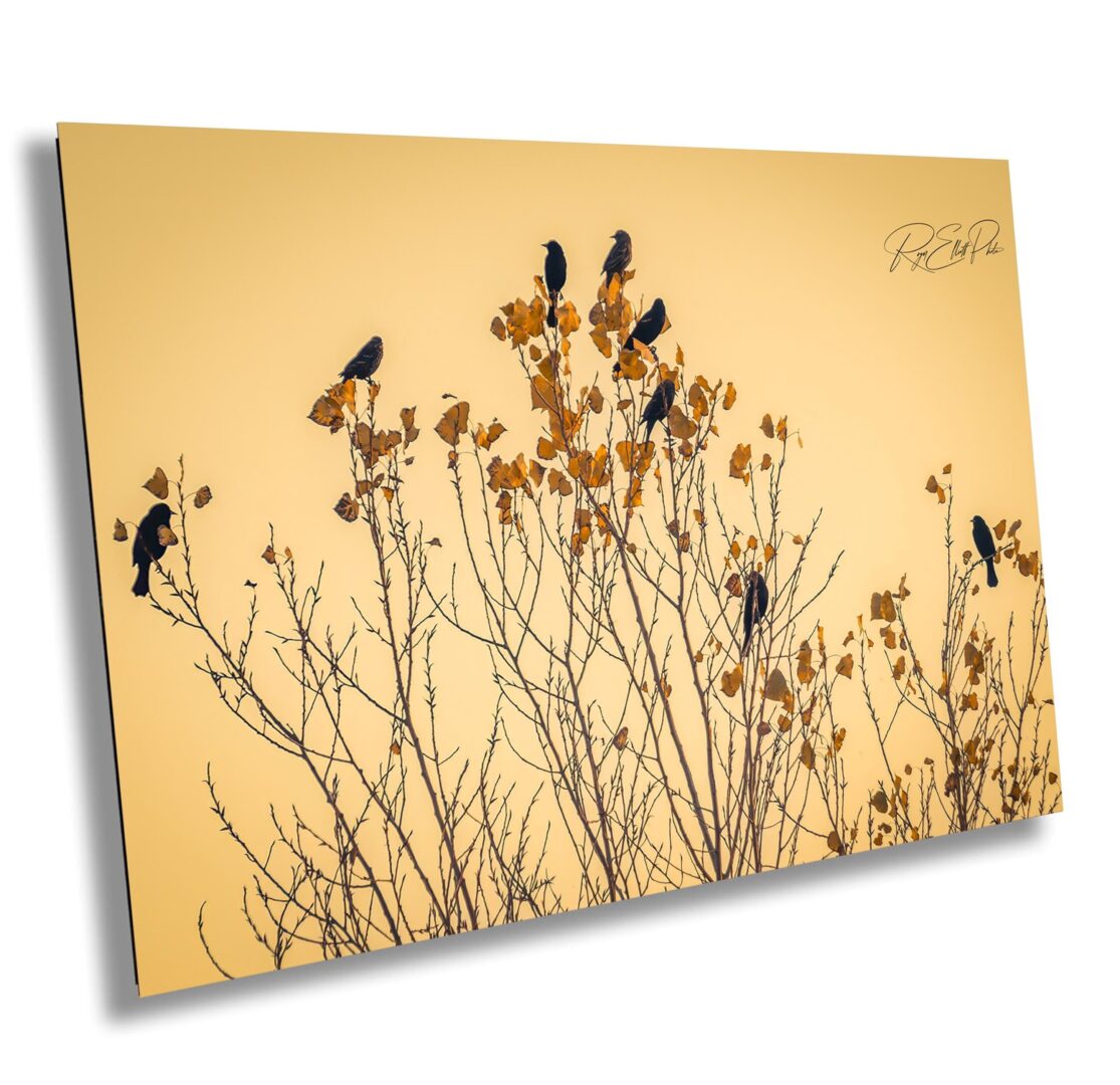 A group of birds sitting on top of a tree.