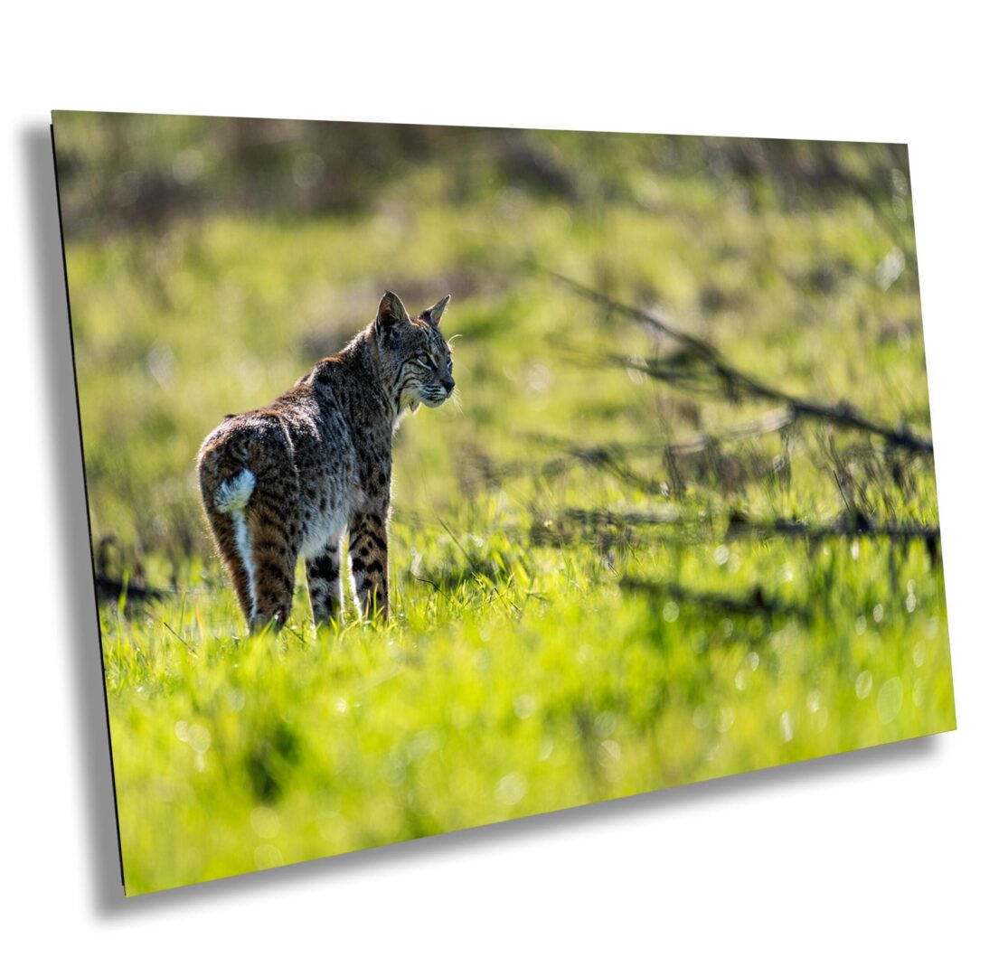 A cat standing in the grass looking at something.