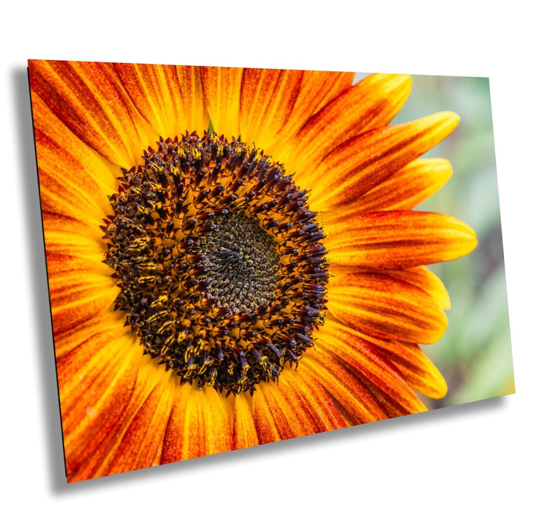 Close-up of a red and yellow sunflower with detailed seed pattern and fiery petals. A vibrant garden macro capturing warmth, symmetry, and summer energy.