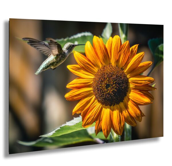 Hummingbird hovers beside a bright orange sunflower in full bloom. Captured in mid-air with sharp detail, golden light, and vibrant garden energy.
