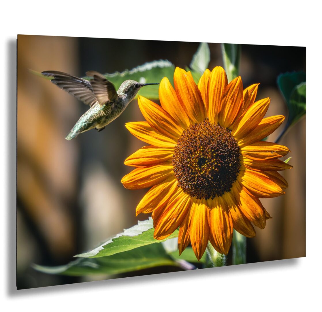 Hummingbird hovers beside a bright orange sunflower in full bloom. Captured in mid-air with sharp detail, golden light, and vibrant garden energy.