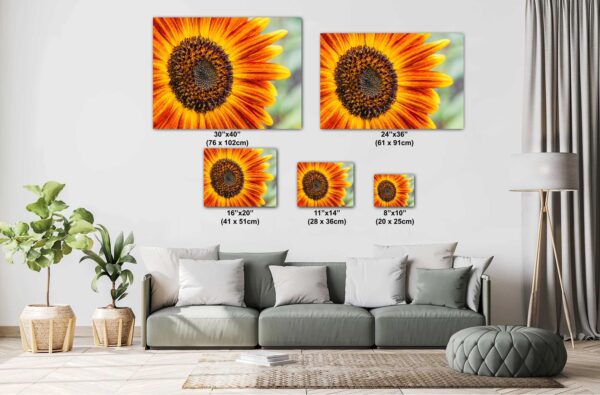 A sunflower is shown in the middle of its petals.