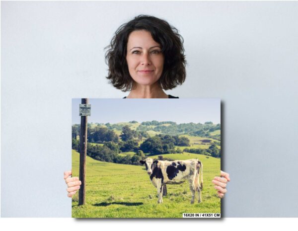 Sonoma County Wall Art – Curious Cow and Rolling Hills - Image 5