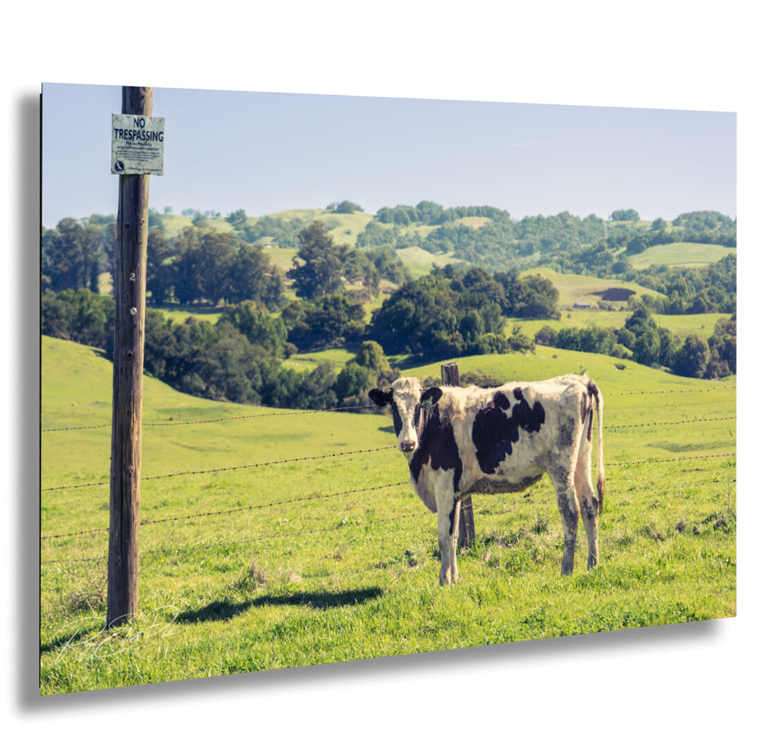 Black and white cow standing in green pasture beside a “No Trespassing” sign, with rolling hills and trees in the background near Petaluma, California — rural farm landscape photography.