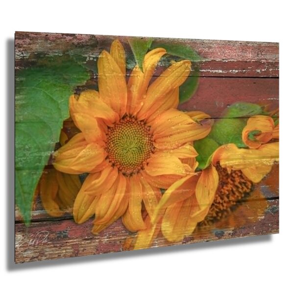 Rustic Sunflower Fusion – Vibrant Blooms on Weathered Barnwood