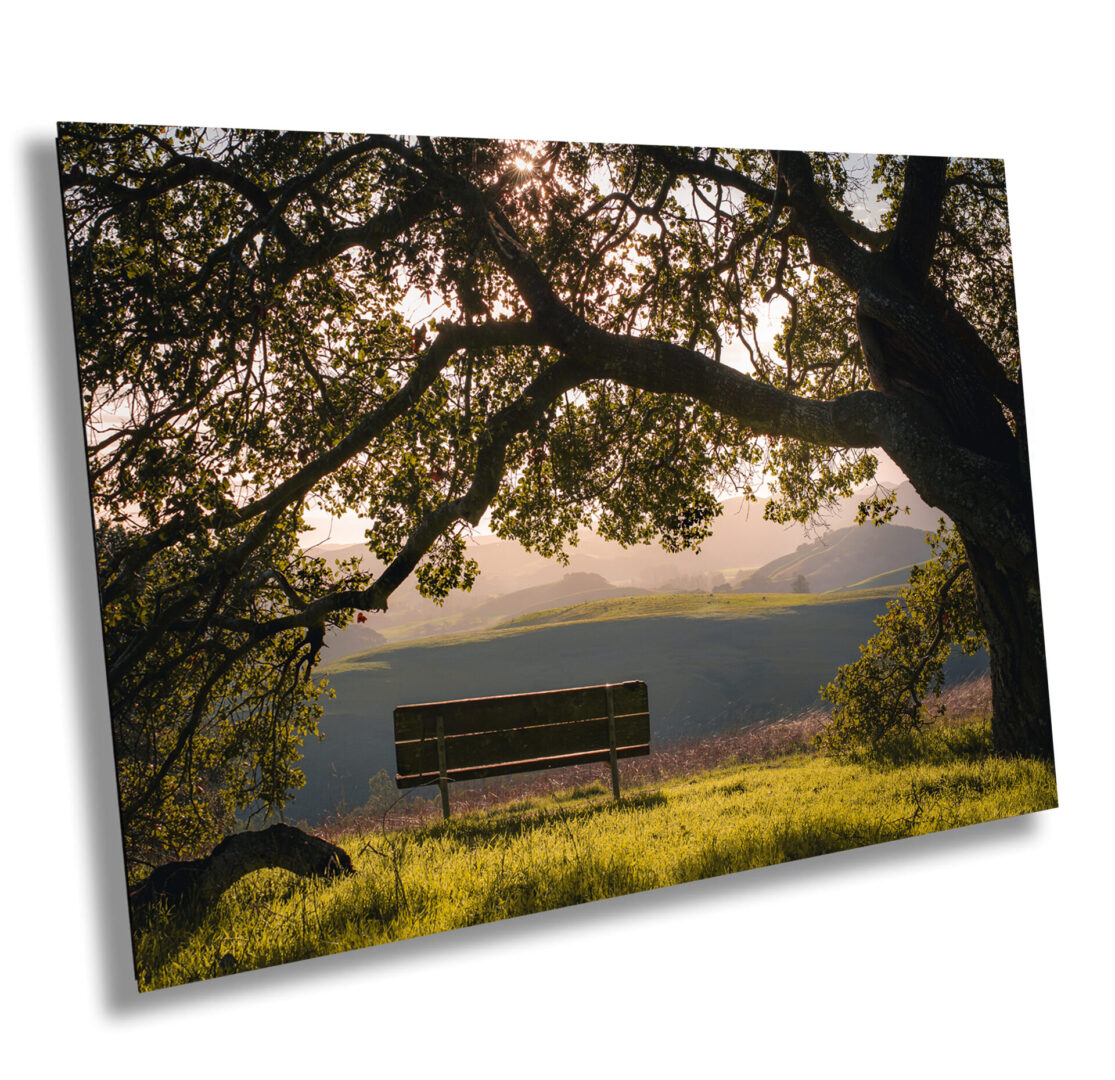 Bench under oak trees at Helen Putnam Park during golden hour in Petaluma, California